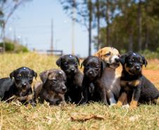 Governo do Estado convida organizações da sociedade civil para participação no Conselho Estadual de Direitos Animais (CEDA)