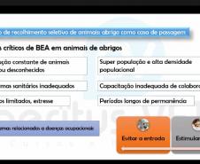 Estado promove capacitação em atendimento a casos de maus-tratos de animais domésticos