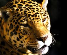  Governo atualiza Lista de Espécies da Fauna Ameaçada.