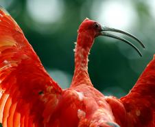  Governo atualiza Lista de Espécies da Fauna Ameaçada.