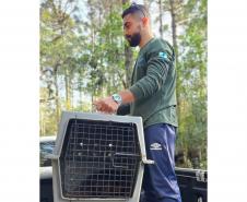 Após passar por exames clínicos, tamanduá-mirim pôde ser solto na natureza.