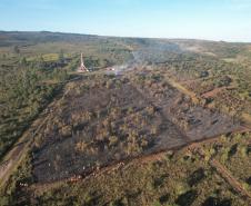Ação de controle do pinus limpou em junho 11,2 hectares do Parque Estadual de Vila Velha