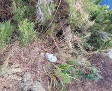 Sujeira deixada por visitantes impacta diretamente na qualidade da água de fontes do Parque Estadual Pico Paraná.