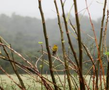 Frio segue no Paraná até a próxima semana; chuva congelada e neve descartadas