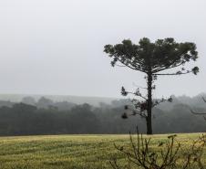 Um dos projetos aprovados prevê a preservação das florestas de araucárias, símbolo do Paraná