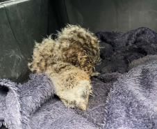 Amigo bicho: IAT reforça campanha contra a violência a animais silvestres