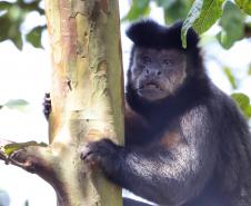 CAFS fecham o primeiro semestre com 1.099 atendimentos à fauna silvestre
