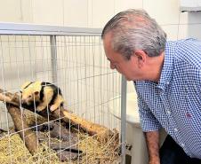 CAFS fecham o primeiro semestre com 1.099 atendimentos à fauna silvestre