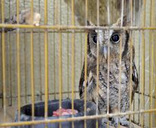 CAFS fecham o primeiro semestre com 1.099 atendimentos à fauna silvestre