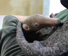 CAFS fecham o primeiro semestre com 1.099 atendimentos à fauna silvestre