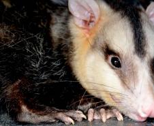 Amigo bicho: IAT reforça campanha contra a violência a animais silvestres