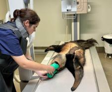 Amigo bicho: IAT reforça campanha contra a violência a animais silvestres