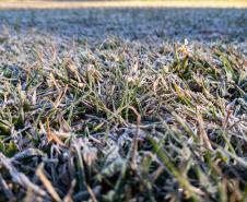 Recorde de frio: 18 cidades do Paraná registram a temperatura mais baixa do ano