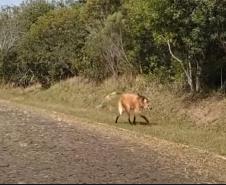 Animais ameaçados de extinção voltam a frequentar o Parque Estadual de Vila Velha
