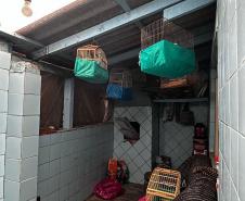 IAT apreende sete pássaros mantidos em cativeiro irregular em Curitiba