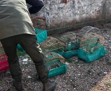 IAT apreende sete pássaros mantidos em cativeiro irregular em Curitiba