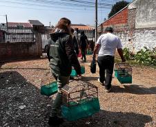 IAT apreende sete pássaros mantidos em cativeiro irregular em Curitiba