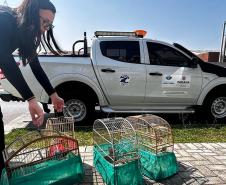 IAT apreende sete pássaros mantidos em cativeiro irregular em Curitiba