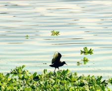 Comitê de Bacia Hidrográfica do Paraná 3 vai discutir aquicultura no Oeste do Paraná