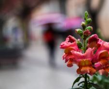 Massa de ar polar vai trazer chuva e frio para o Paraná no fim de semana.
