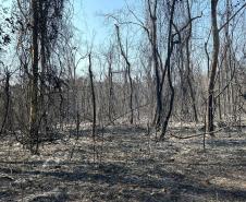 Helicóptero do IAT vai reforçar combate a incêndio florestal em Maria Helena