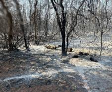 Fogo atingiu uma parte pequena do Parque Estadual de Vila Velha, em Ponta Grossa