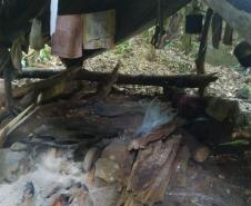 Instituto Água e Terra (IAT) e Batalhão de Polícia Ambiental - Força Verde desmobilizaram um acampamento de caçadores que funcionava dentro do Parque Estadual Pico do Marumbi.