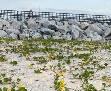 Recuperação da restinga na orla de Matinhos ajuda a manter biodiversidade do ecossistema