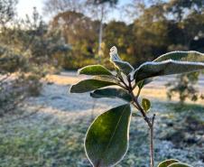 15 cidades com temperatura abaixo de zero e -5,3°C: 13 de agosto foi o dia mais frio do ano