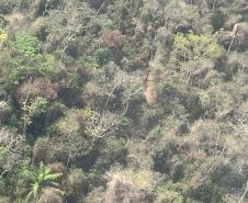 IAT cria metodologia para reestabelecer fauna em área incendiada mês passado 