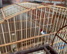 Técnicos do IAT aprenderam 15 aves em criadouros irregulares no Noroeste do Paraná