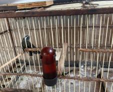 Técnicos do IAT aprenderam 15 aves em criadouros irregulares no Noroeste do Paraná