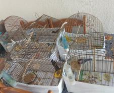Técnicos do IAT aprenderam 15 aves em criadouros irregulares no Noroeste do Paraná
