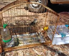 Técnicos do IAT aprenderam 15 aves em criadouros irregulares no Noroeste do Paraná
