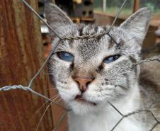 Programa Castrapet Paraná será retomado em novembro com o atendimento de mais de 35 mil animais, entre cães e gatos