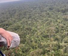 Ação de regeneração ambiental promovida pelo IAT no Litoral contou com a dispersão de 50 mil sementes de Palmeira Jussara