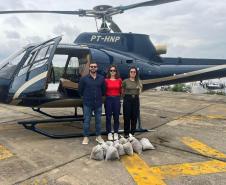 Ação de regeneração ambiental promovida pelo IAT no Litoral contou com a dispersão de 50 mil sementes de Palmeira Jussara