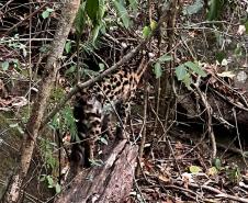 Gato-maracajá passou dez meses de treinamento e reabilitação antes de ser devolvido à natureza pelo IAT.