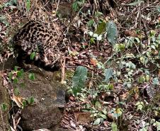 Gato-maracajá passou dez meses de treinamento e reabilitação antes de ser devolvido à natureza pelo IAT.