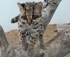 Gato-maracajá passou dez meses de treinamento e reabilitação antes de ser devolvido à natureza pelo IAT.