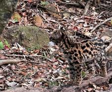 Gato-maracajá passou dez meses de treinamento e reabilitação antes de ser devolvido à natureza pelo IAT.