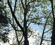 IAT resgata filhote de onça-parda preso em árvore de 20 metros no Oeste do Paraná