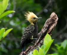 Ação científica de observação de aves vai ocorrer em 9 Unidades de Conservação do Paraná