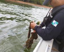 IAT proíbe pesca em quatro Bacias Hidrográficas do Paraná para preservar fauna
