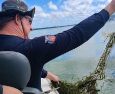 IAT proíbe pesca em quatro Bacias Hidrográficas do Paraná para preservar fauna