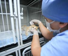 Programa Castrapet Paraná será retomado em novembro com o atendimento de mais de 35 mil animais, entre cães e gatos