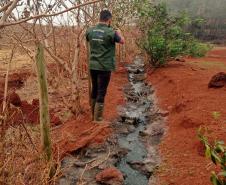 Suinocultor é multado em R$ 100 mil por infração ambiental em córrego de Toledo