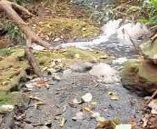 Suinocultor é multado em R$ 100 mil por infração ambiental em córrego de Toledo