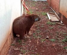 Após passar por tratamento veterinário, capivara voltou para a natureza nesta quarta-feira (9)