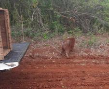 Após passar por tratamento veterinário, capivara voltou para a natureza nesta quarta-feira (9)